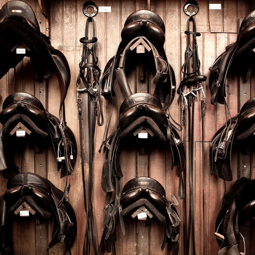 🐴 ISO English tack & riding gear 🐴